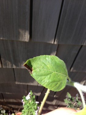 Brown tips but leaf is still soft and limp.